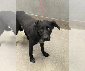 Border Collie-Unknown Mix Dogs for adoption in Las Vegas, NV, USA