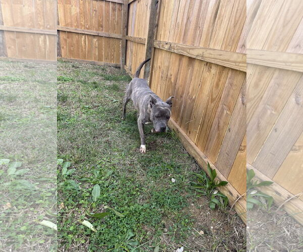 Medium Photo #3 American Staffordshire Terrier-Unknown Mix Puppy For Sale in Jackson, MS, USA