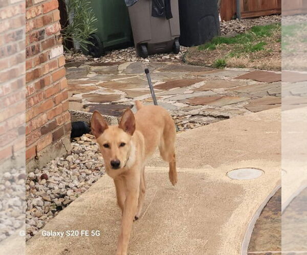 Medium Photo #3 German Shepherd Dog-Unknown Mix Puppy For Sale in Oak Bluffs, MA, USA