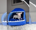 Small #11 Chihuahua