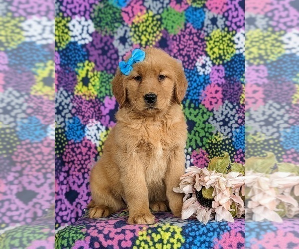 Medium Photo #1 Golden Retriever Puppy For Sale in OXFORD, PA, USA