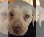 Puppy Beige 1 Labrador Retriever