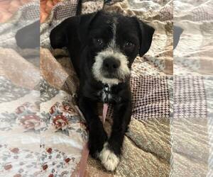 Mutt Dogs for adoption in Woodbury, NY, USA