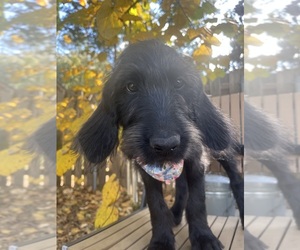 Labradoodle Puppy for sale in PEMBROKE, GA, USA