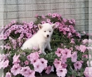 Pomsky Puppy for sale in HOLMESVILLE, OH, USA