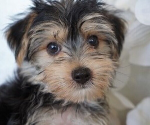 Medium Photo #4 Morkie Puppy For Sale in STUART, FL, USA