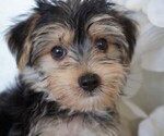 Small #3 Morkie