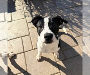 American Boston Bull Terrier Dogs for adoption in Gilberts, IL, USA