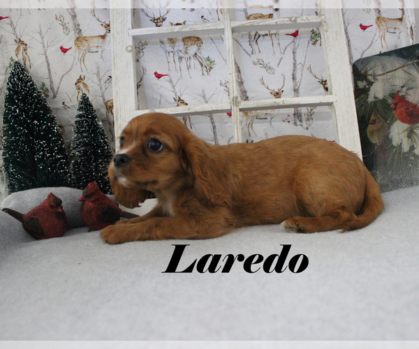 Medium Photo #19 Cavalier King Charles Spaniel Puppy For Sale in CHANUTE, KS, USA