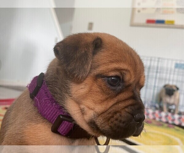 Medium Photo #8 Beagleman-Pug Mix Puppy For Sale in YELM, WA, USA