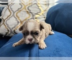 Small #16 Shih Tzu