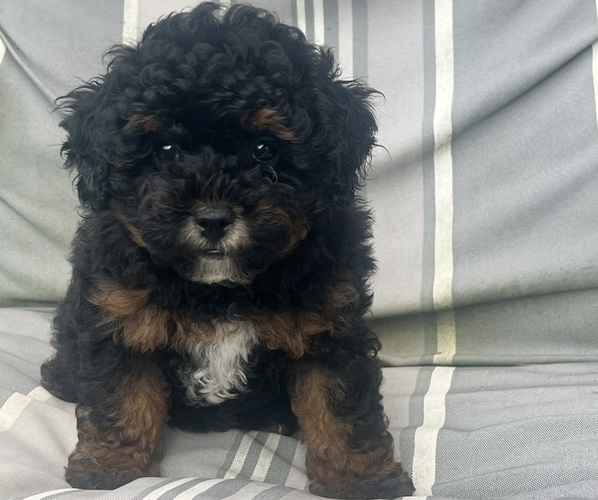 Medium Photo #1 Poodle (Toy) Puppy For Sale in OLIVE HILL, KY, USA
