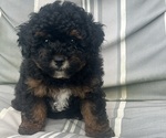 Puppy Puppy 1 Poodle (Toy)