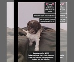 Small Poodle (Toy)-Zuchon Mix