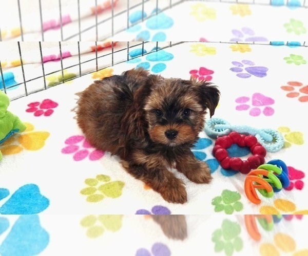 Medium Photo #9 Yorkshire Terrier Puppy For Sale in ORO VALLEY, AZ, USA