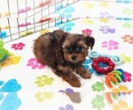 Bruce - Male Yorkshire Terrier Puppy for Sale - Photo #9