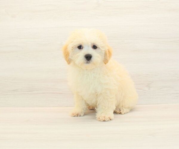 Medium Photo #2 Maltipoo Puppy For Sale in LAS VEGAS, NV, USA