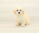 Small #1 Maltipoo
