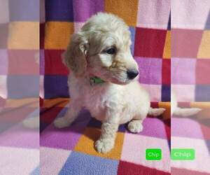 Double Doodle Puppy for sale in AIKEN, SC, USA