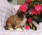 Small #3 Shih Tzu