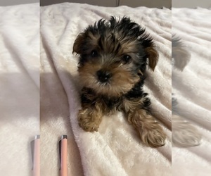 Yorkshire Terrier Puppy for sale in JOHNSTOWN, PA, USA