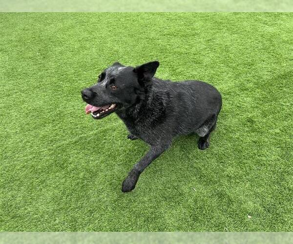 Medium Photo #2 Mutt Puppy For Sale in Grand Prairie, TX, USA