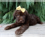 Small #1 Labradoodle