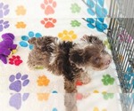 Small #12 Cockapoo (Toy)-Poodle (Toy) Mix
