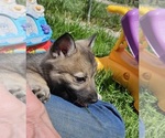 Small #1 Swedish Vallhund