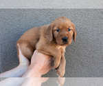Puppy Pink Golden Retriever