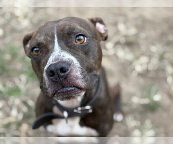 Medium Photo #1 Boxer-Unknown Mix Puppy For Sale in Tulsa, OK, USA