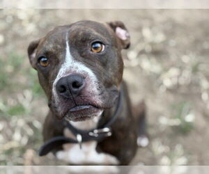 Boxer-Unknown Mix Dogs for adoption in Tulsa, OK, USA