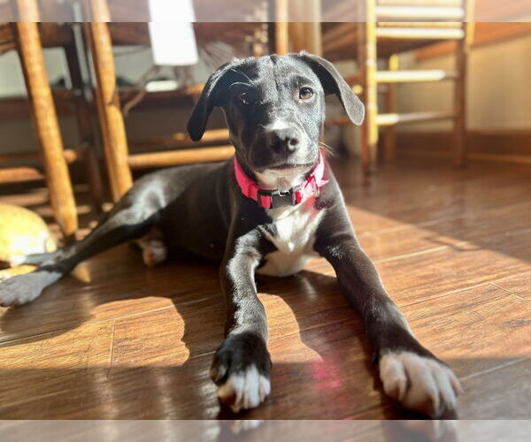 Medium Photo #3 Labrador Retriever-Unknown Mix Puppy For Sale in Mooresville, NC, USA