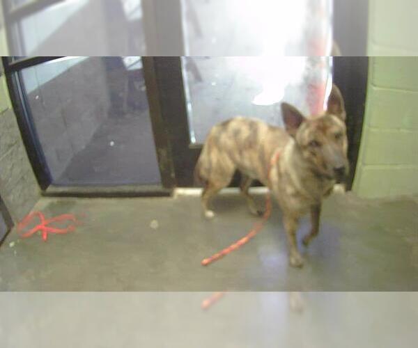 Medium Photo #1 Australian Kelpie-Unknown Mix Puppy For Sale in Tulsa, OK, USA