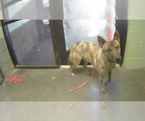 Australian Kelpie-Unknown Mix Dogs for adoption in Tulsa, OK, USA