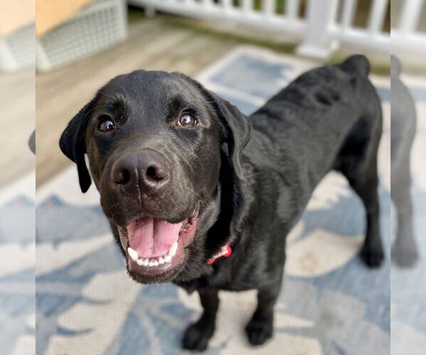 Medium Photo #3 Labrador Retriever-Unknown Mix Puppy For Sale in Canton, CT, USA