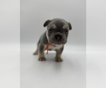 Small Photo #39 French Bulldog Puppy For Sale in PLEASANTON, CA, USA