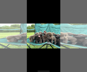 Labrador Retriever Puppy for sale in RAYTOWN, MO, USA