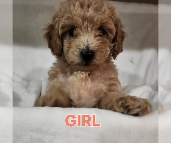 Medium Photo #1 Maltipoo (Miniature) Puppy For Sale in HUDSON, FL, USA