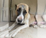 Small Anatolian Shepherd Mix
