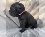 Small #1 Mutt