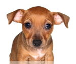Small Chiweenie