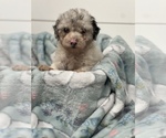Small Photo #7 Poodle (Miniature) Puppy For Sale in CENTRALIA, IL, USA