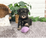 Small #12 Schnauzer (Miniature)
