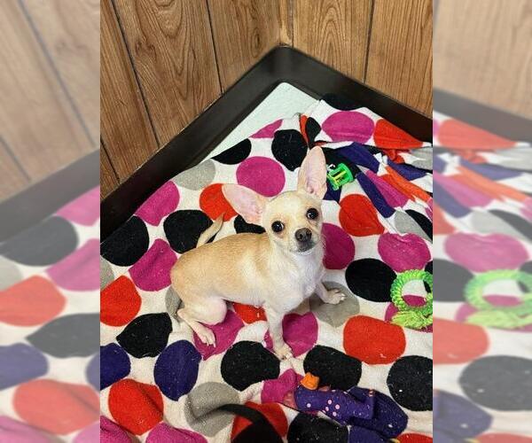 Medium Photo #1 Chihuahua Puppy For Sale in Parlier, CA, USA