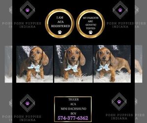 Dachshund Puppy for Sale in WARSAW, Indiana USA