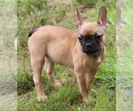 Small Photo #9 French Bulldog Puppy For Sale in WINNSBORO, TX, USA