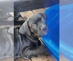 Puppy Eleanor Cane Corso