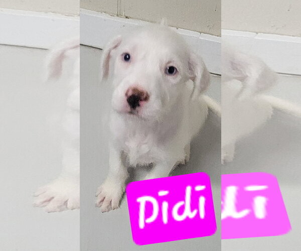 Medium Photo #2 Miniature Labradoodle Puppy For Sale in Brooksville, FL, USA