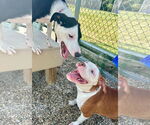 Small #1 American Bulldog Mix